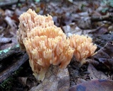 Ramaria formosa image