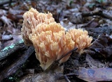 Ramaria formosa image
