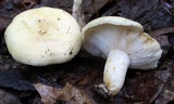 Lactarius maculatipes image