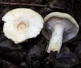 Lactarius maculatipes image