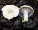 Lactarius maculatipes image
