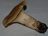 Hygrocybe pratensis image
