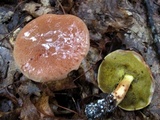Aureoboletus auriporus image