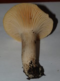 Hygrocybe pratensis image