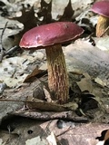 Butyriboletus frostii image