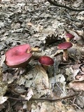 Butyriboletus frostii image