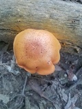 Gymnopilus liquiritiae image