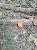 Gymnopilus liquiritiae image