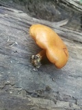 Gymnopilus liquiritiae image