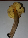Hygrocybe acutoconica image