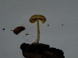 Bolbitius vitellinus image