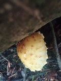 Pholiota squarrosoides image