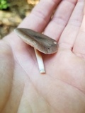 Pluteus americanus image