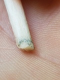 Pluteus americanus image