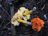 Hygrocybe acutoconica image