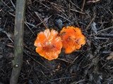 Hygrocybe acutoconica image