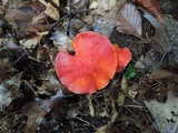 Hygrocybe punicea image