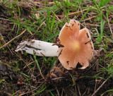 Hygrocybe calyptriformis var. calyptriformis image