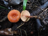 Lactarius tabidus image