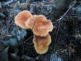 Lactarius tabidus image