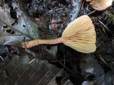 Lactarius tabidus image