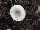 Lactarius mucidus image