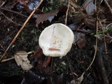 Lactarius mucidus var. mucidus image