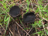 Plectania milleri image