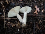 Lactarius mucidus image