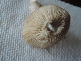Lactarius mucidus var. mucidus image