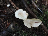 Lactarius mucidus var. mucidus image