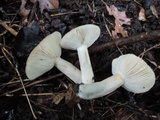 Lactarius mucidus var. mucidus image