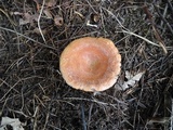 Lactarius croceus image