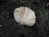 Lactarius croceus image