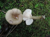 Lactarius cinereus image