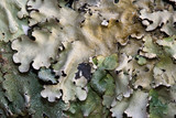 Parmotrema reticulatum image