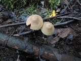 Entoloma conicum image