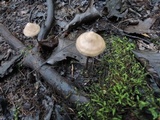 Entoloma conicum image