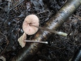 Entoloma conicum image