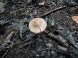 Entoloma conicum image