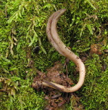 Microglossum olivaceum image