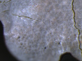 Parmotrema reticulatum image