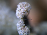 Parmotrema reticulatum image