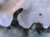 Parmotrema reticulatum image