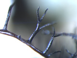 Parmotrema reticulatum image