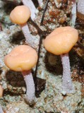 Dibaeis arcuata image