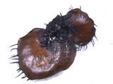 Parmotrema reticulatum image