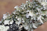 Parmotrema reticulatum image