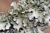 Parmotrema reticulatum image