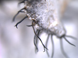 Parmotrema reticulatum image